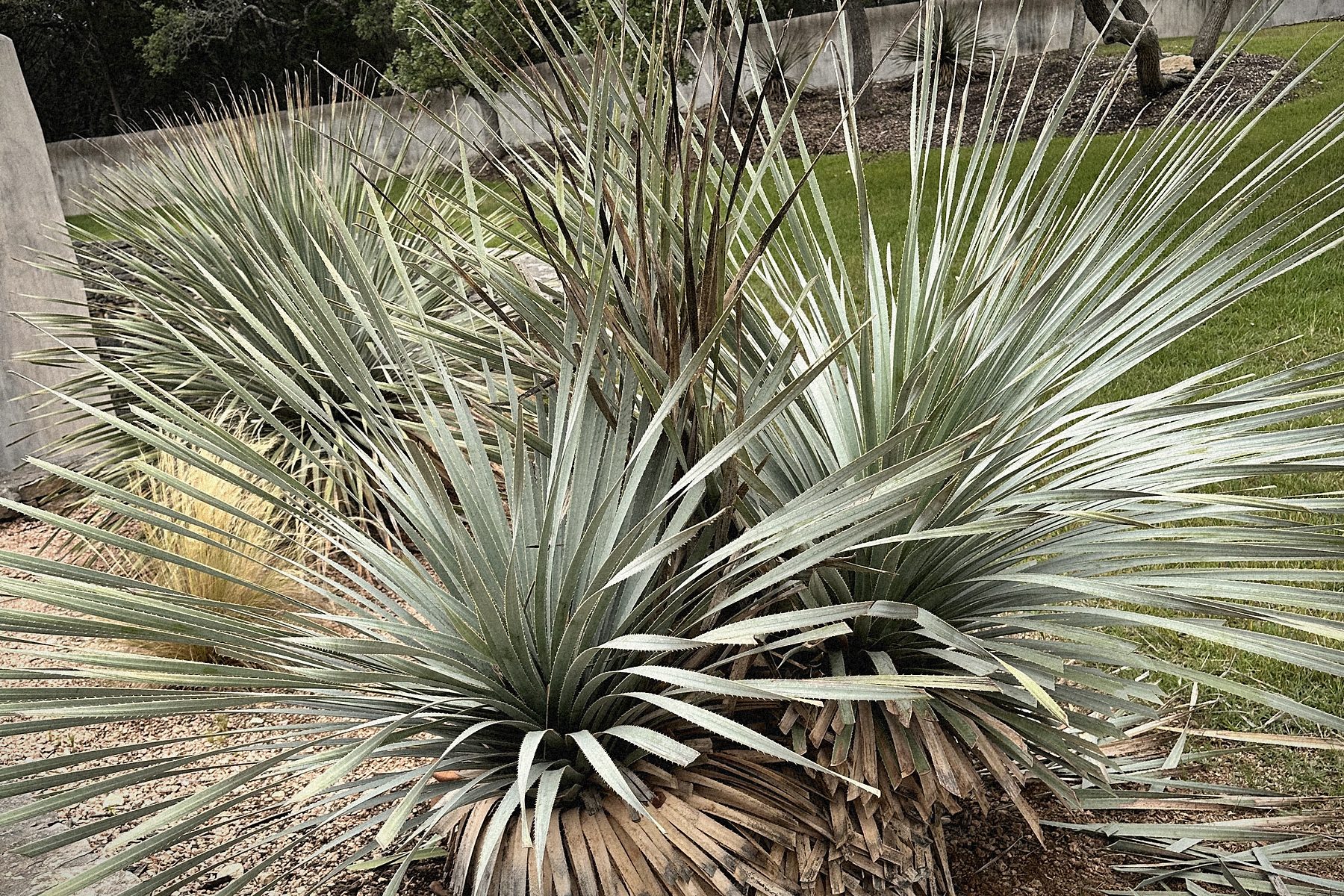 A yucca established in the gravel bed.