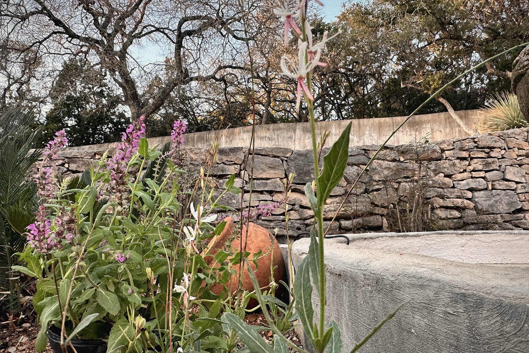 Salvia and gaura at the stone wall, a clay pot behind.