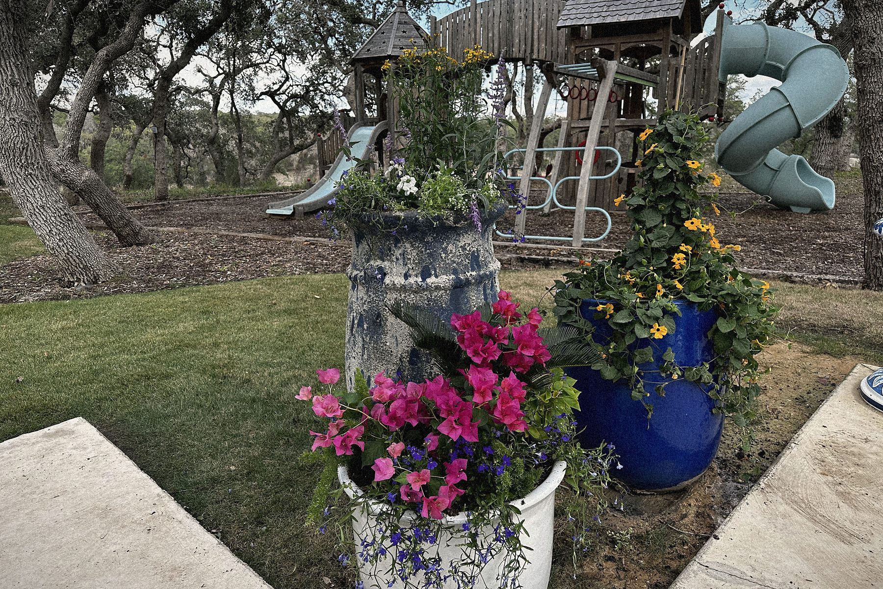Bougainvillea in pots at the edge of the lawn.
