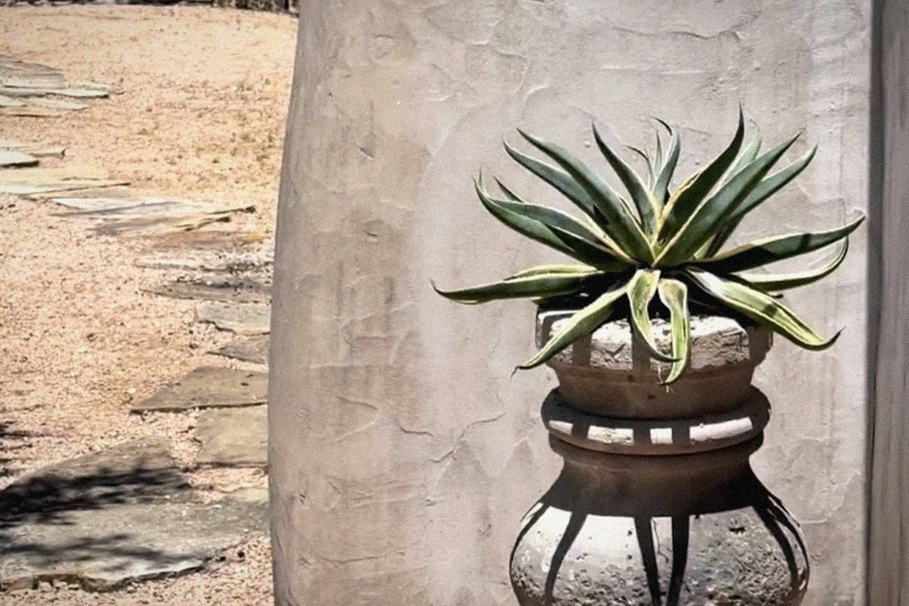 A cast concrete urn of Noon's, planted with agave, on the terrace.