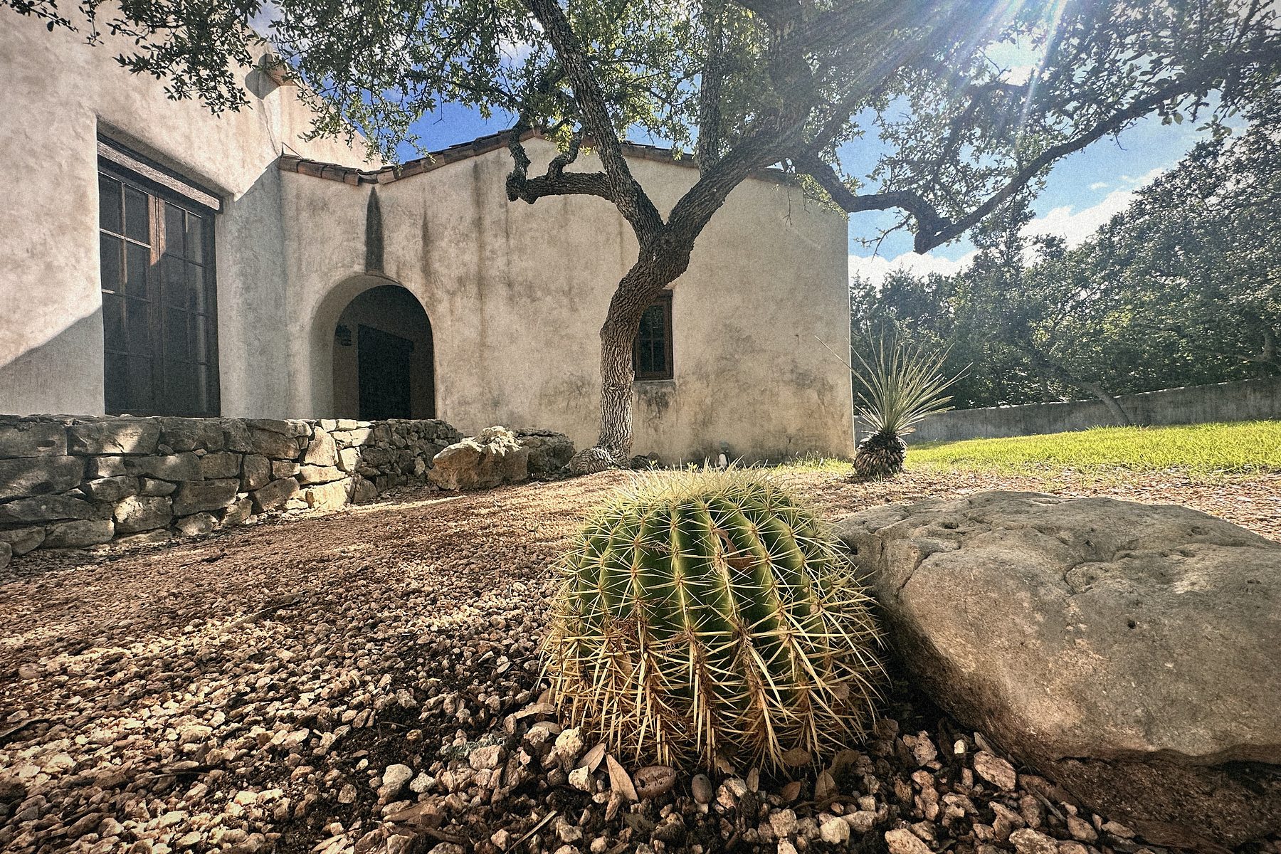 Golden barrel cactus on the terrace under the oak, the mission behind.