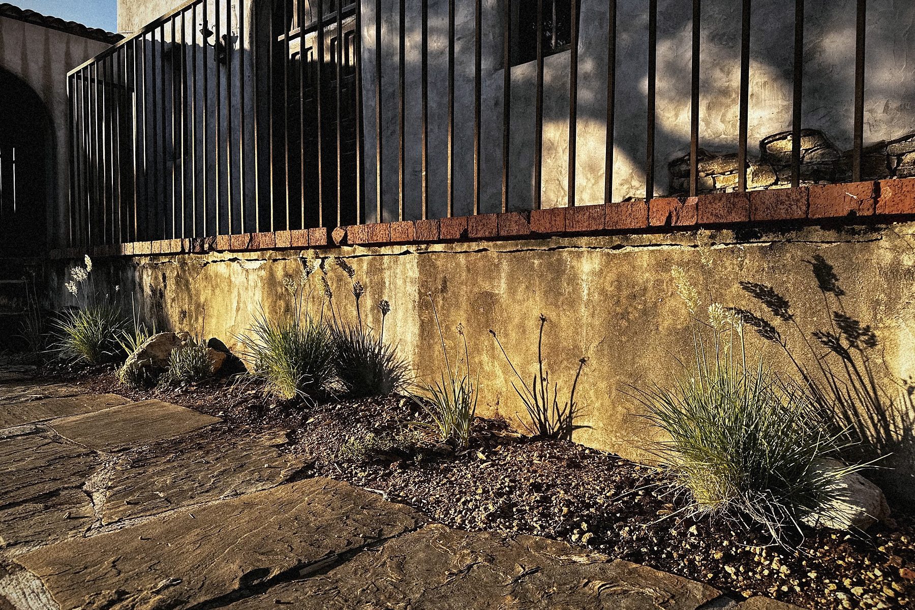Grasses at dusk against the ochre wall.