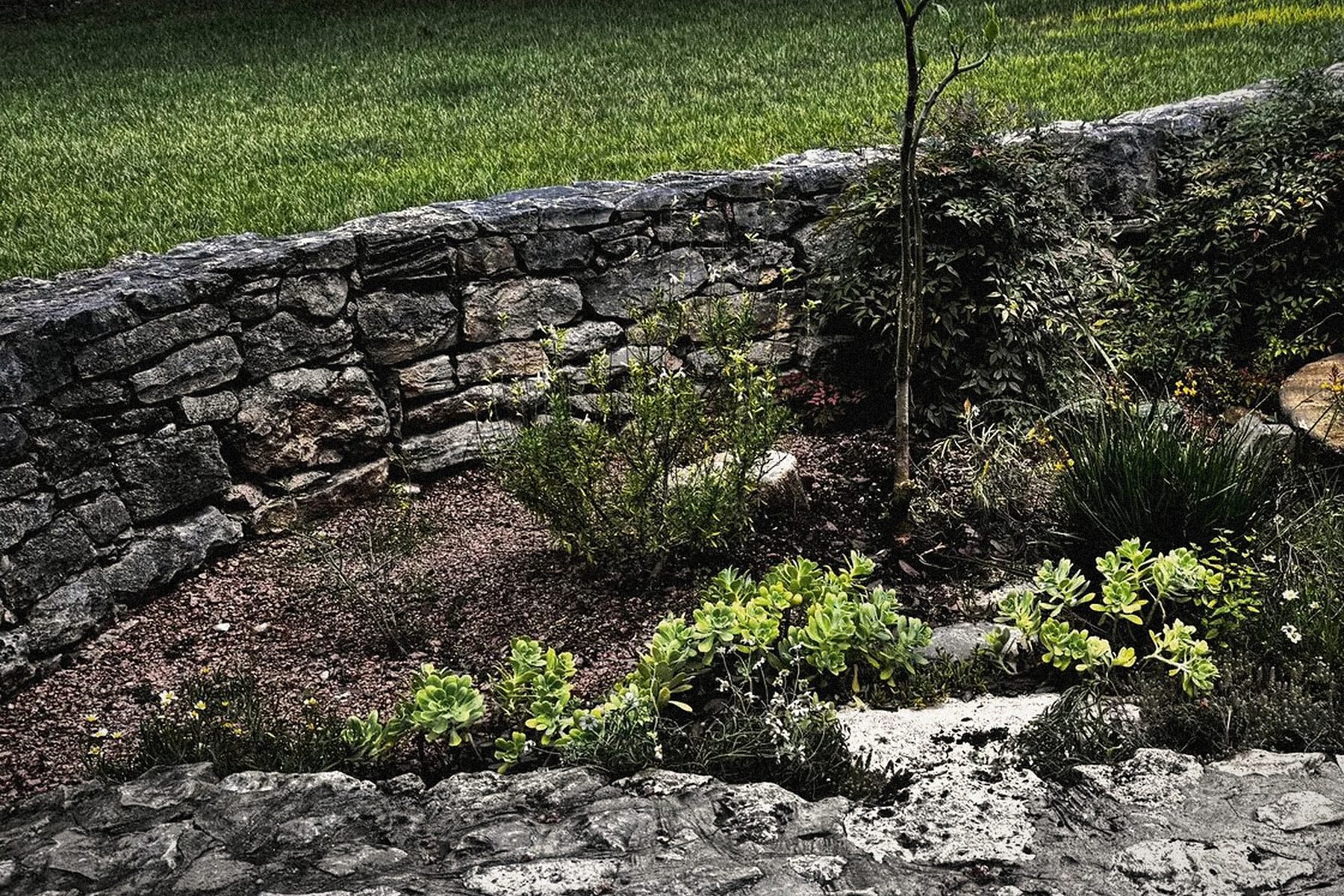 Stone-edged terraces, low enough to kneel at, planted into caliche.