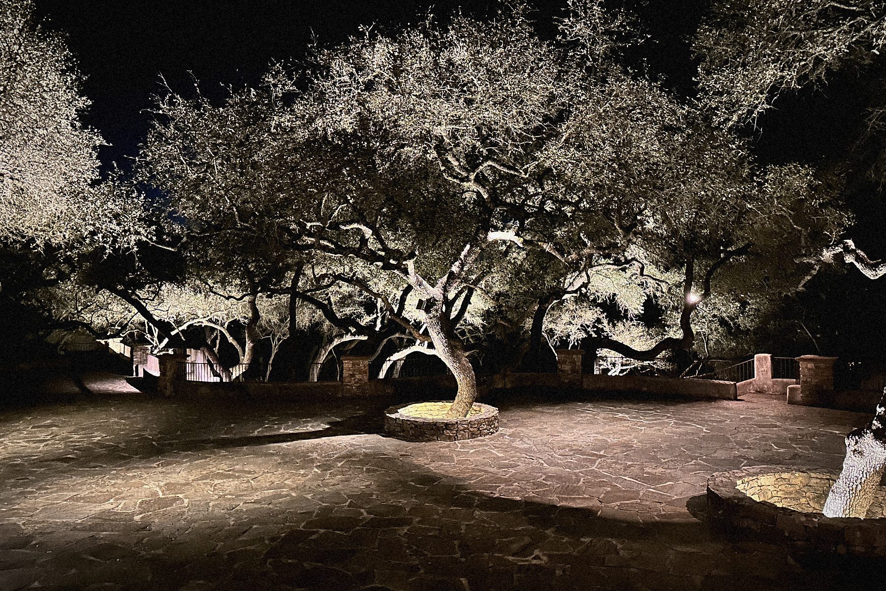 The live oaks lit at night.