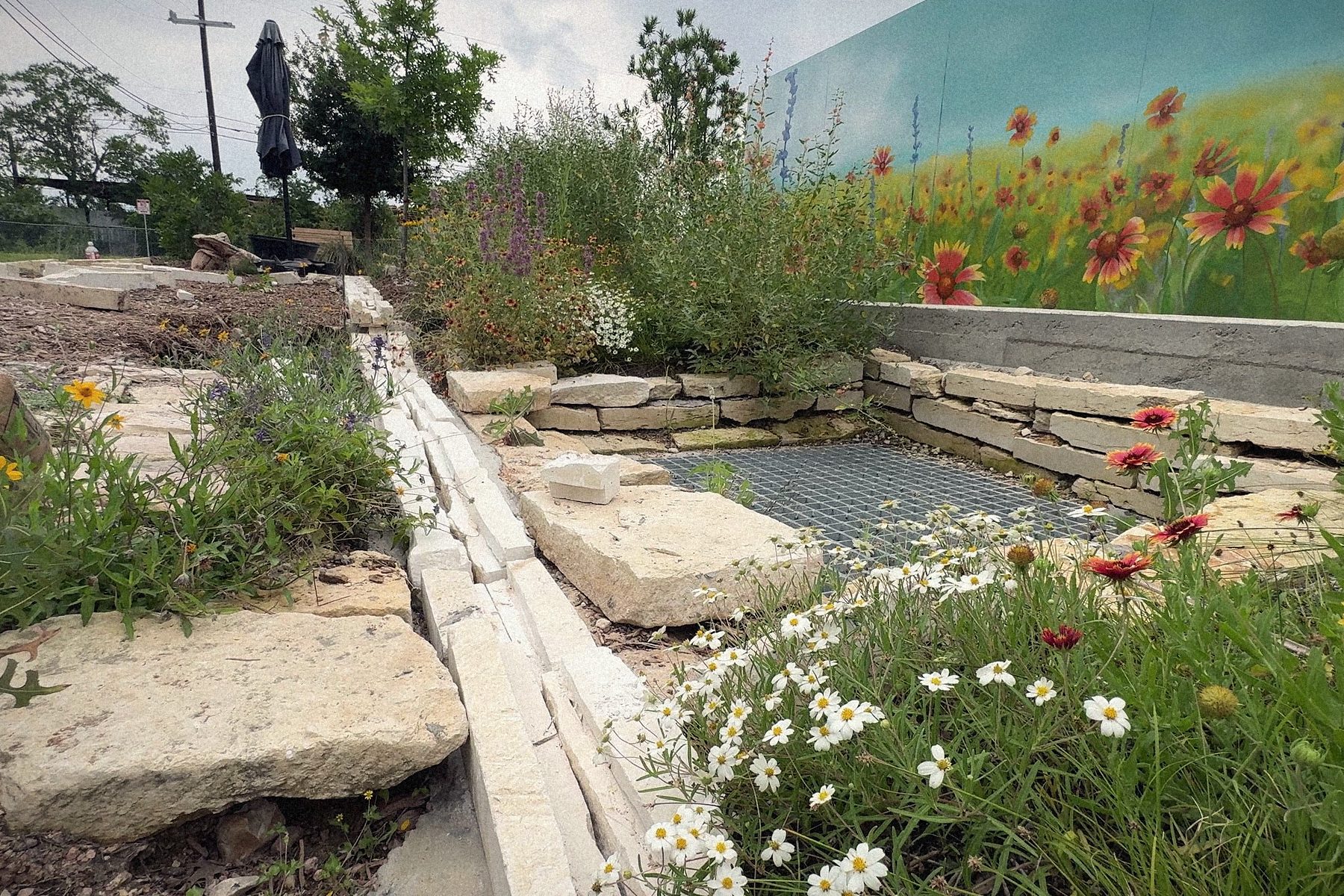 The rill in flower, blanketflower and blackfoot daisy at the height of a chair.